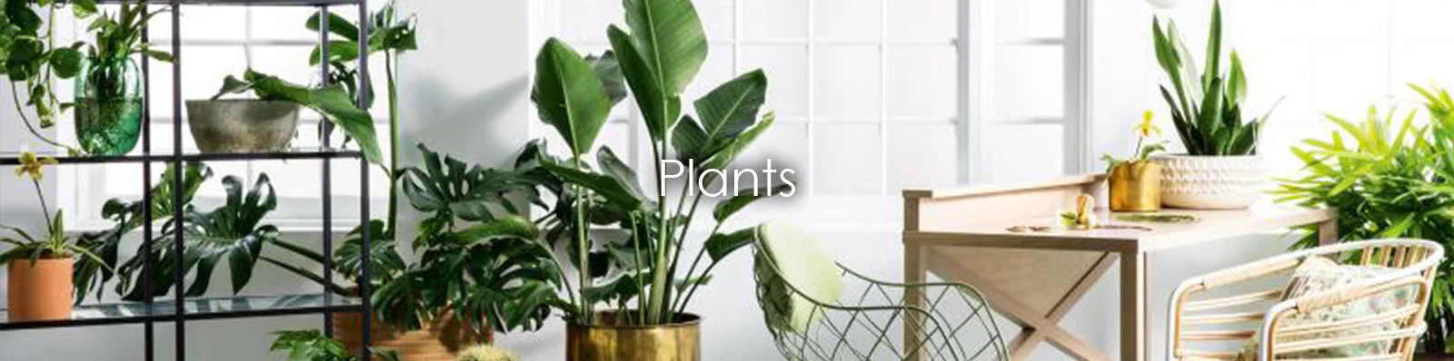 plant topper a.jpg