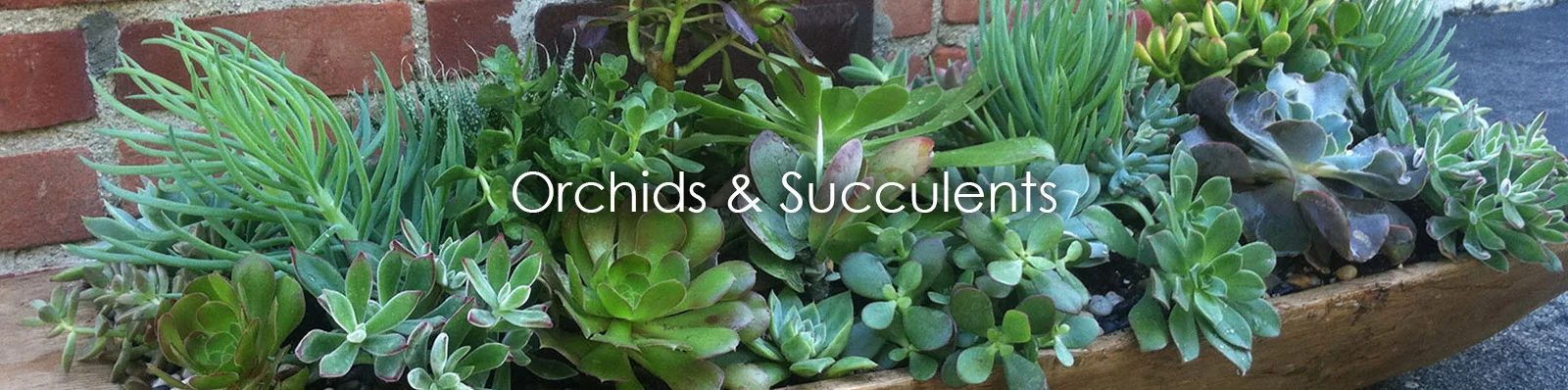 Orchids & Succulents.jpg