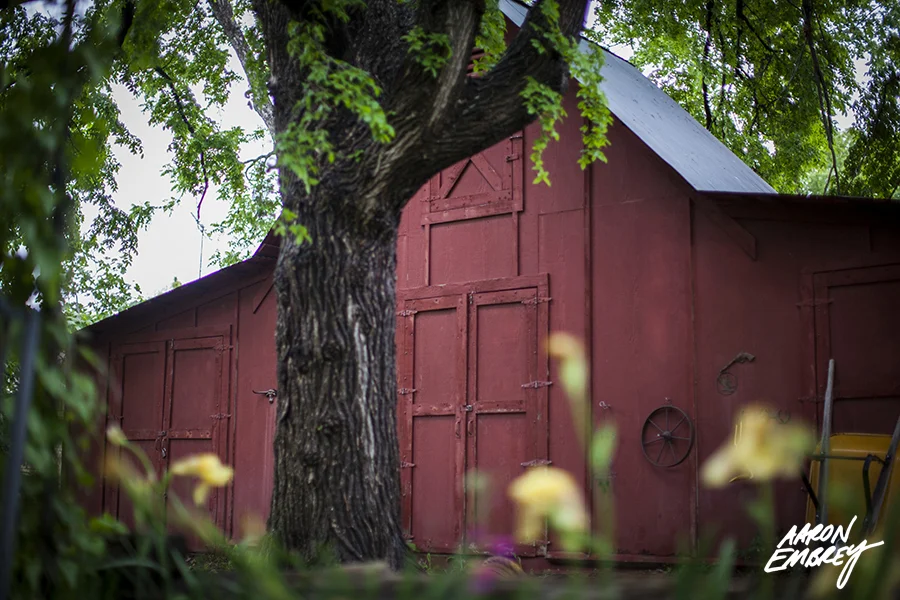 A red barn with a metal roof, partially obscured by a large tree with green leaves, in a lush garden with yellow flowers in the foreground.