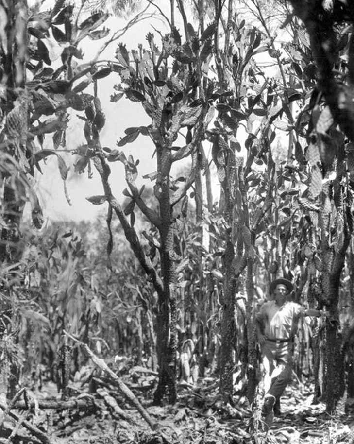 Prickly pear forest in 1930. Source: Queensland State Archives, Image ID3035