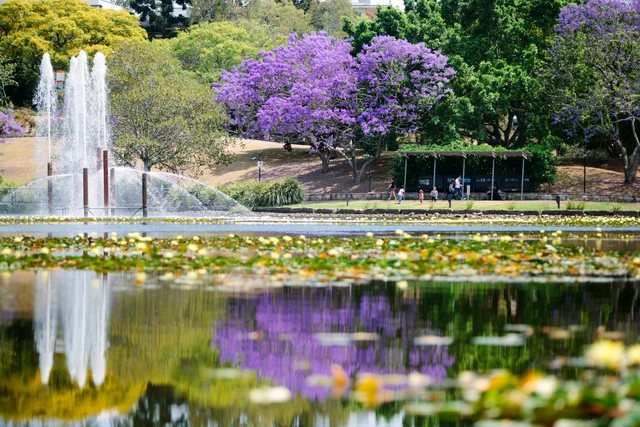 A flowering jacaranda by The University of Queensland lake. Image © The University of Queensland, used with permission.