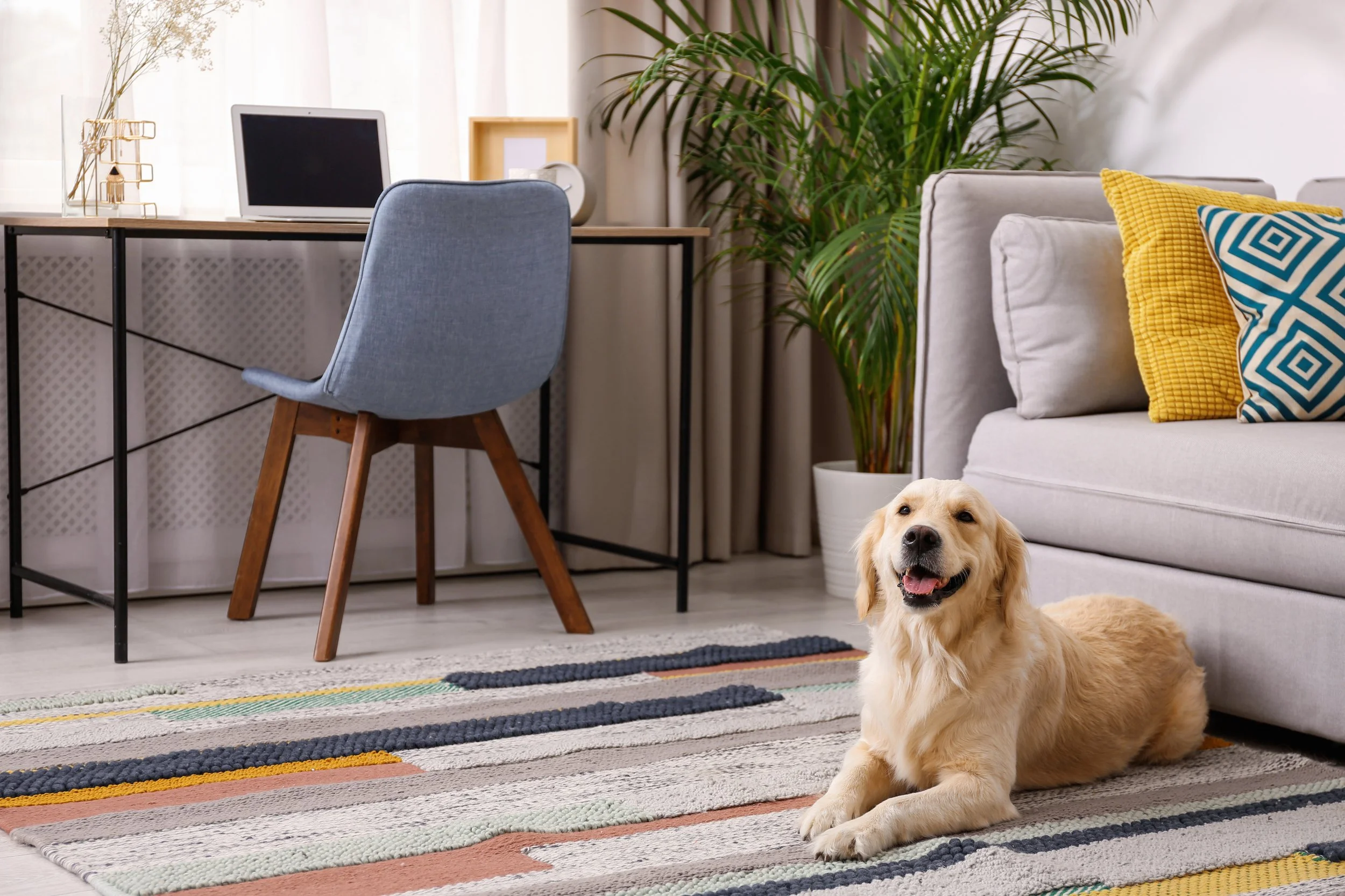 Pet-Friendly Interior Design Ideas You'll Love