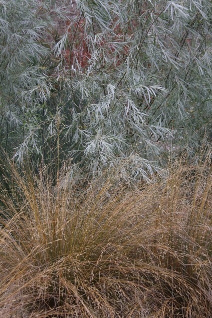 Salix exigua and Chionochloa rubra