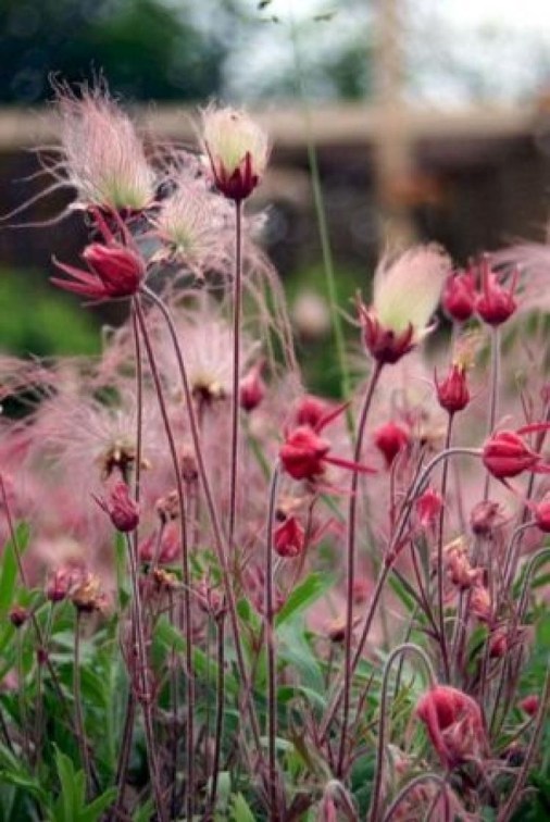 prairie smoke