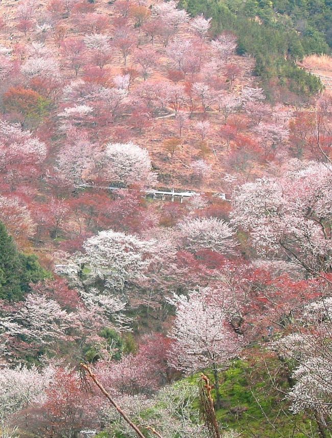 cherry blossoms on mt. yoshino