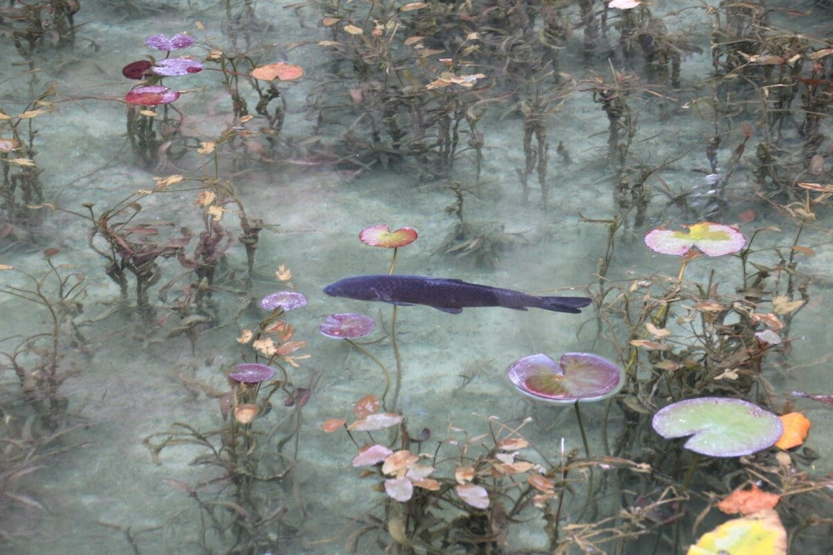 Monet's pond in Japan