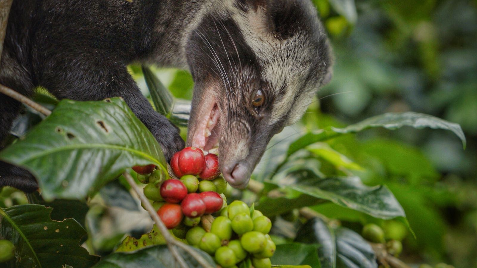 luwak eating berry.jpeg