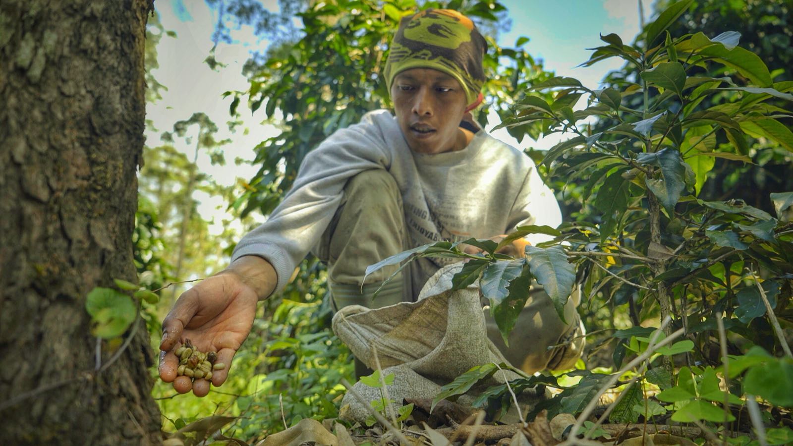 luwak hunter collecting coffee.jpeg