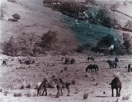 Wet Sleddale enclosure circa 1970. Photo courtesy the late Henry Harrison