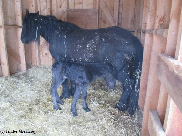 180415 Shelley and colt.jpg