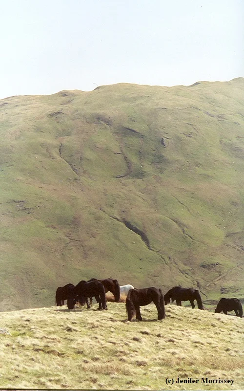 0505 Lunesdale herd3.jpg