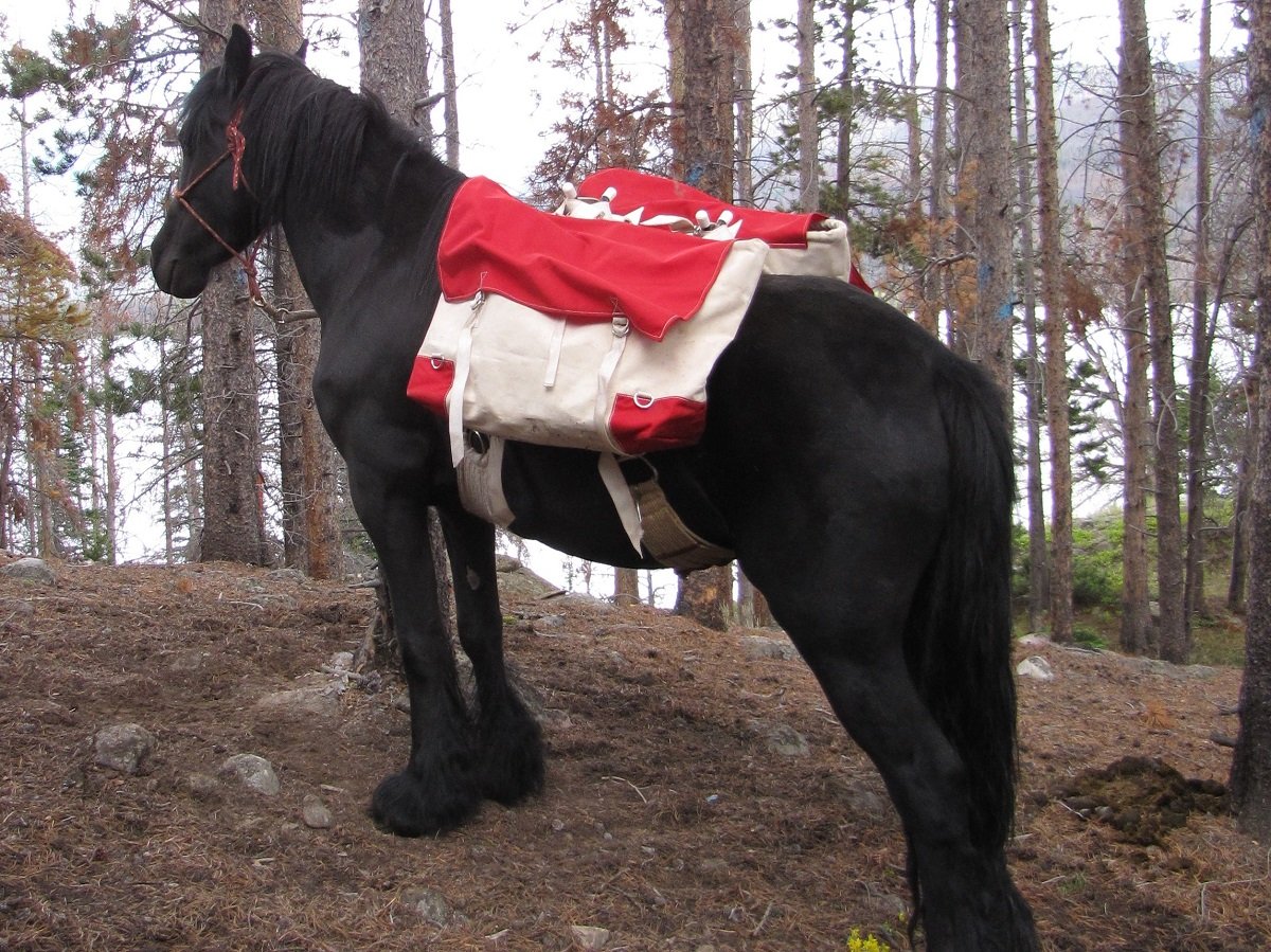 pack ponies — Blog about Fell Ponies by Willowtrail Farm — Willowtrail Fell  Ponies