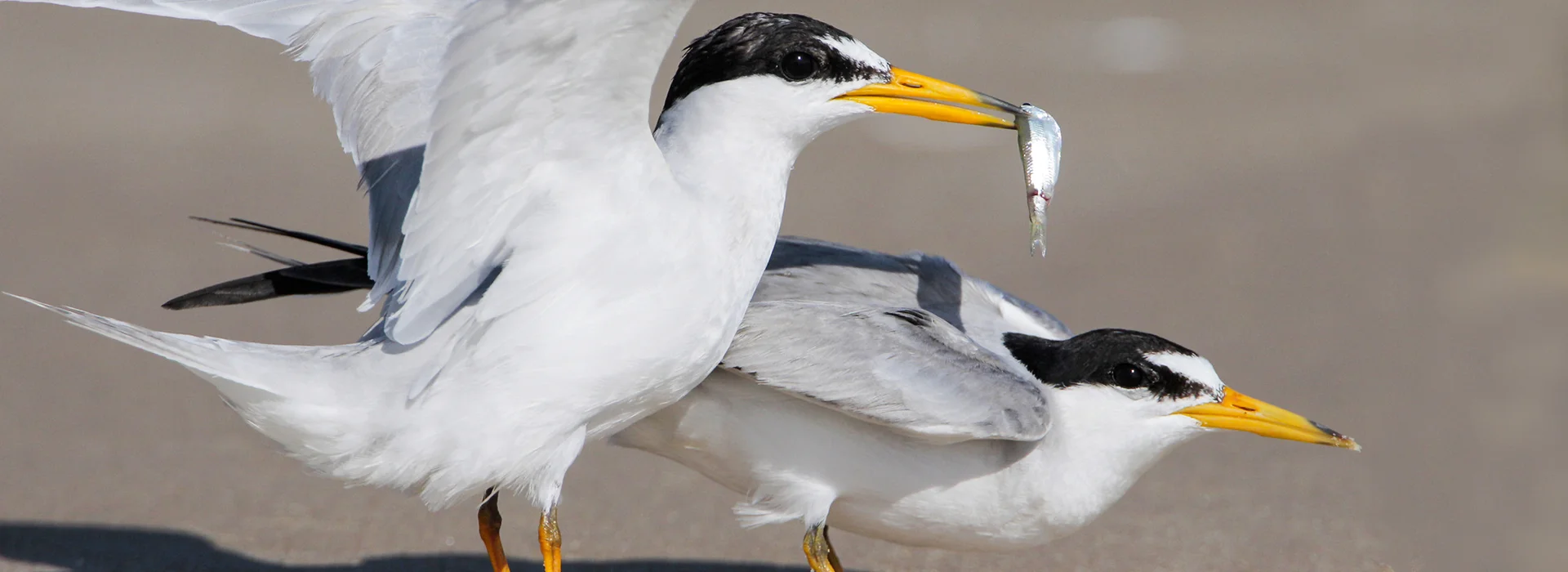 BetweenTwoTerns - EP1