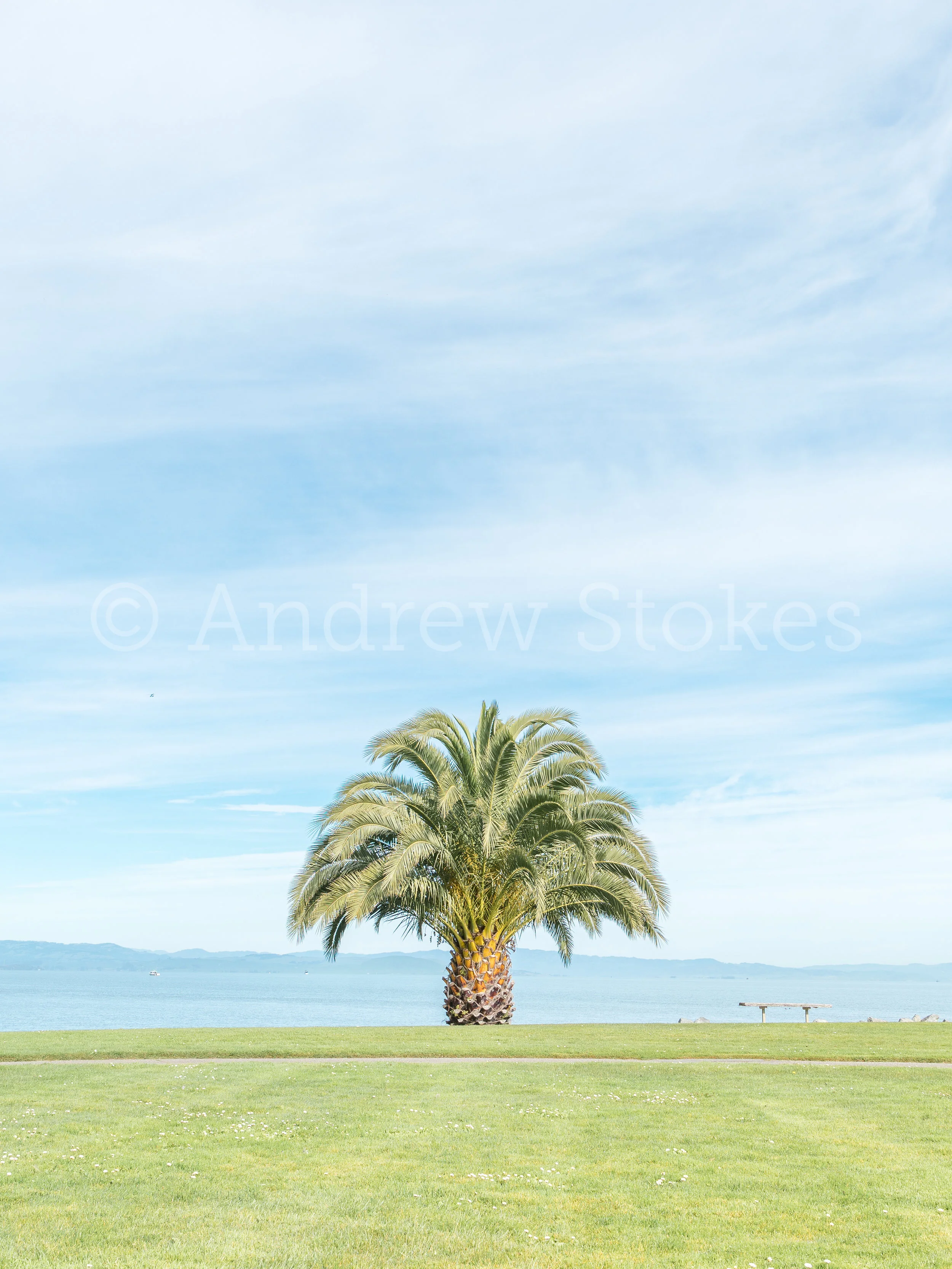 China Camp Palm Tree