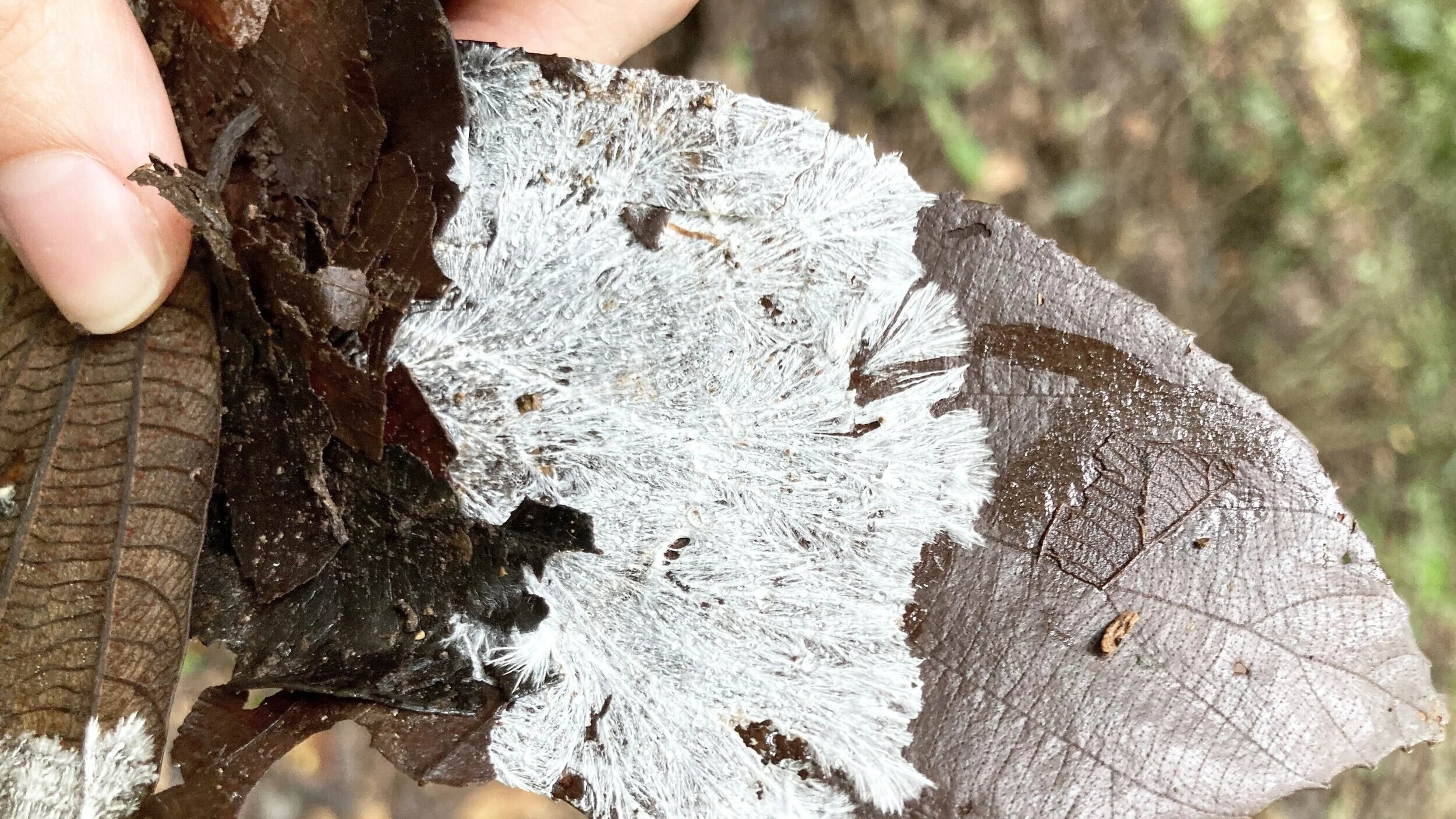 Finding mycelium under decaying leaves after a rainy day