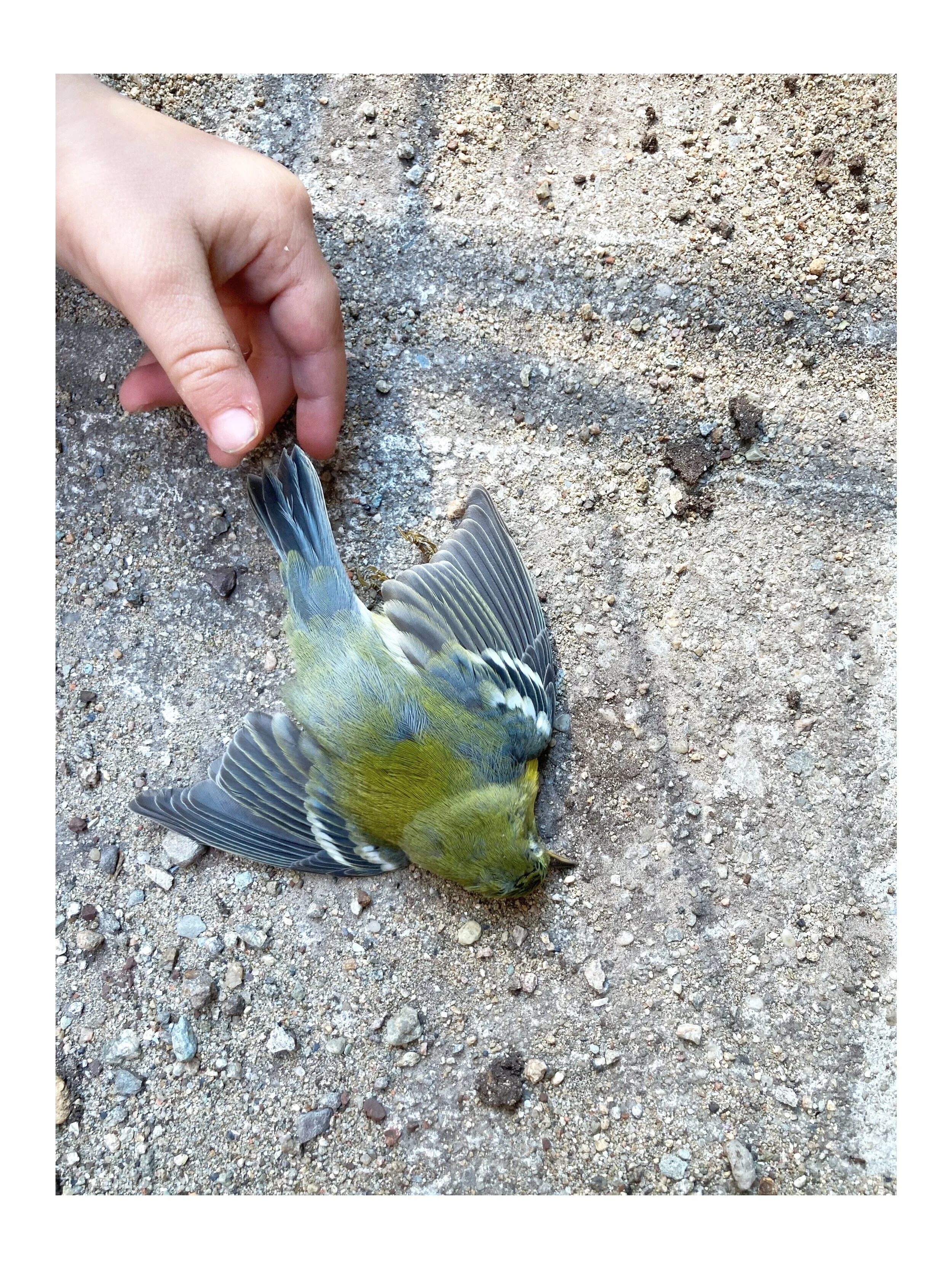 What is the role of education in the Anthropocene?