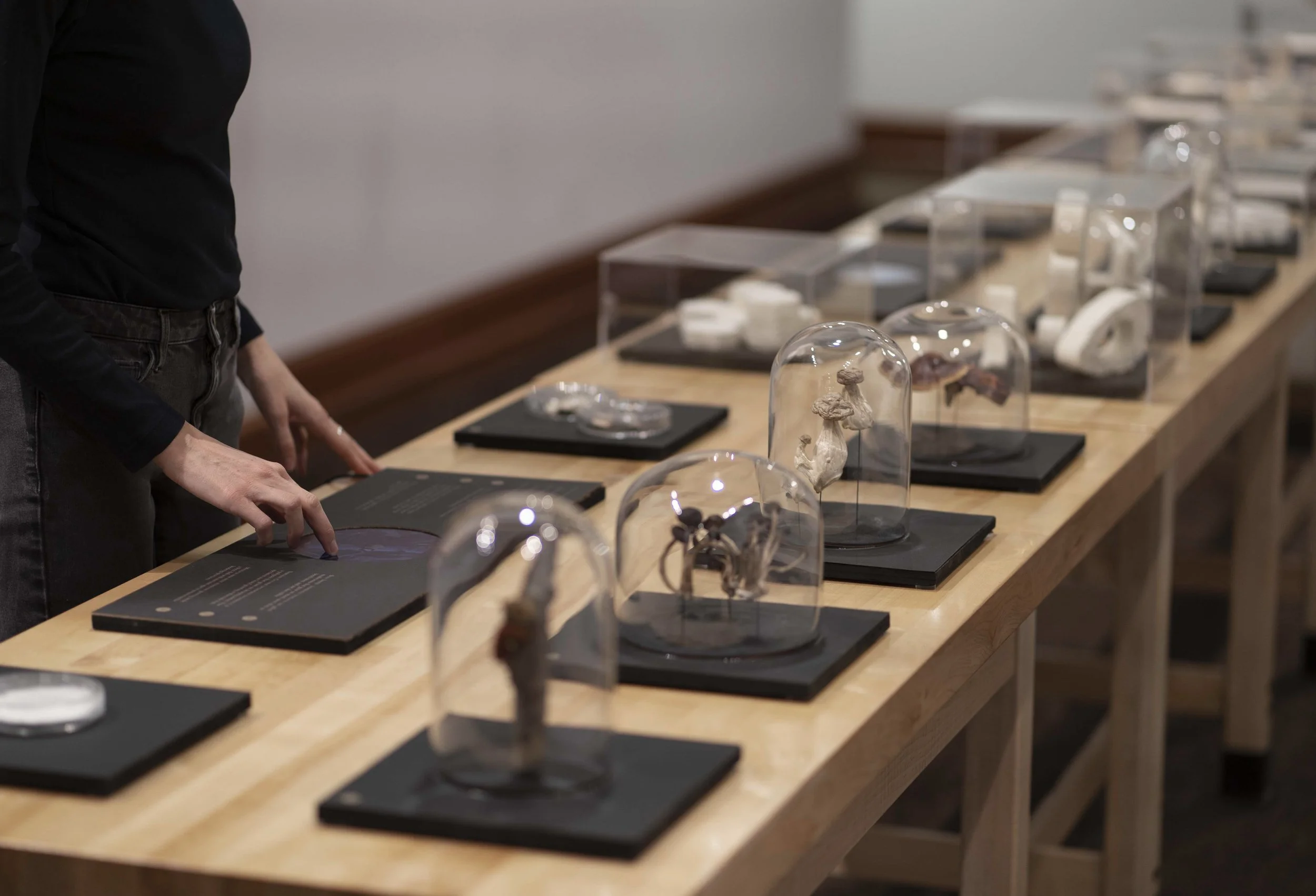 What is mycelium fungi and what worlds can we create together?