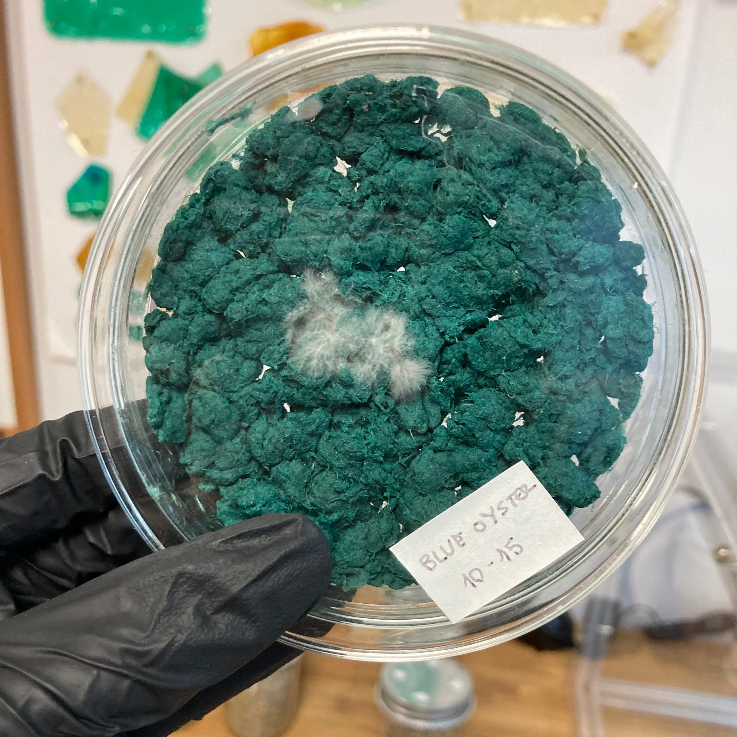 How does making with other living beings change our relationships with the living world?