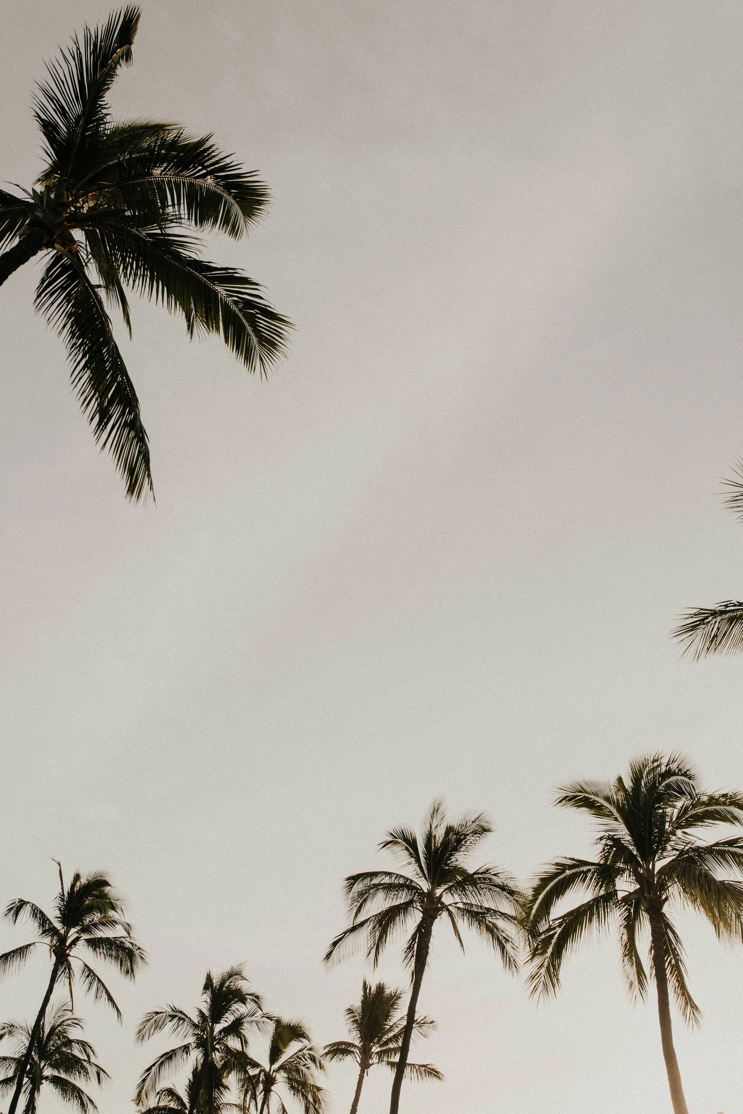 TANNABOSSPHOTOS_Hawaii_Palms.JPG