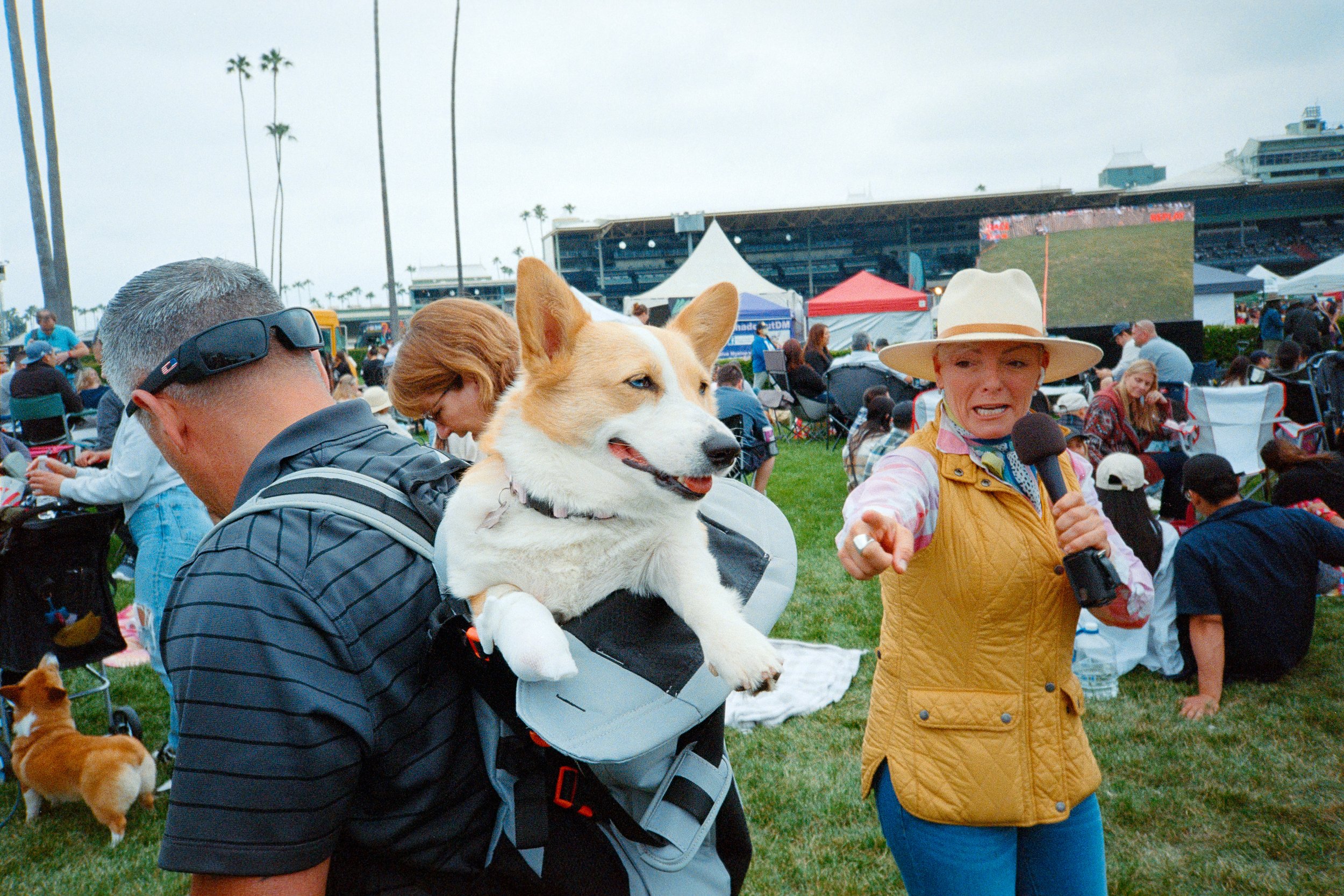 corgi.jpg