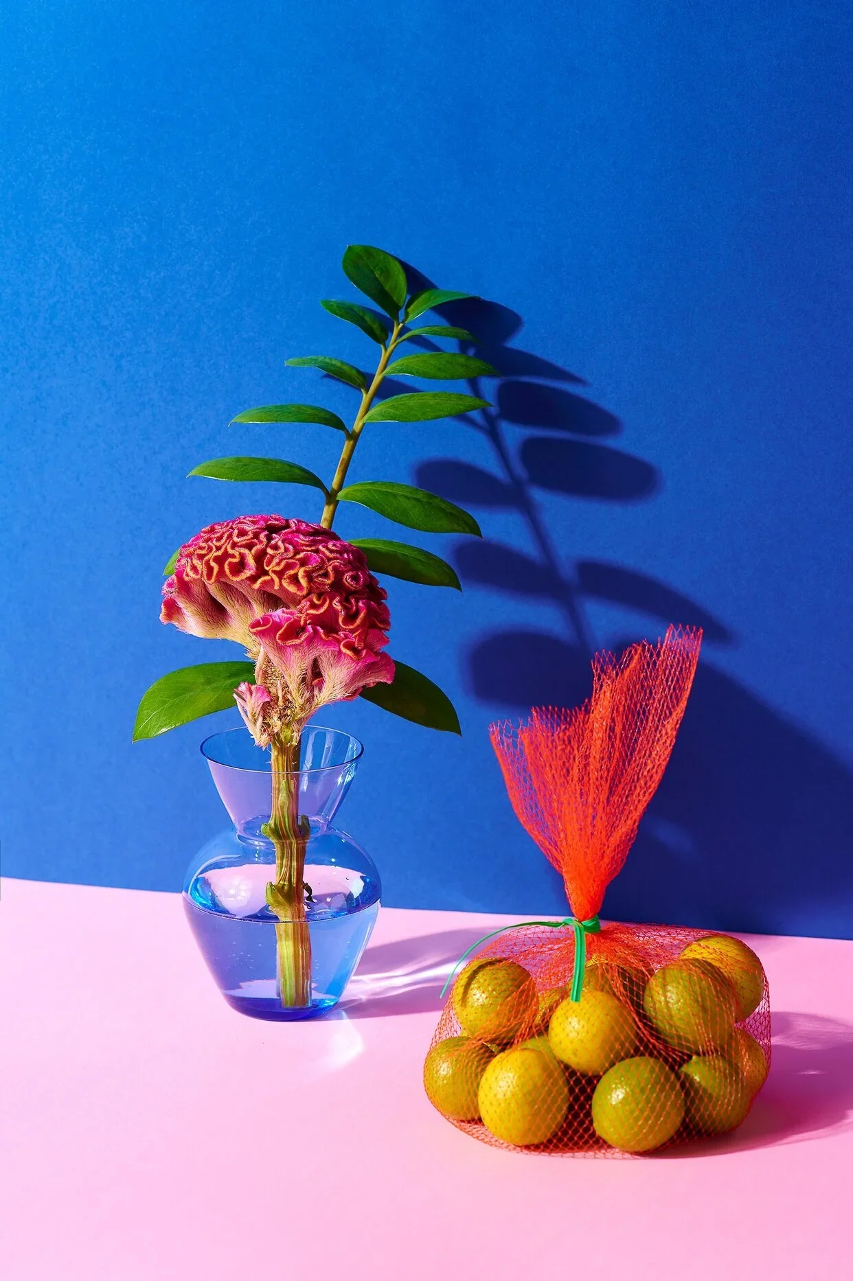 fruitplant2.jpg.webp