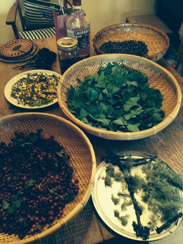 Ginko leaves ready to be made into tinctures