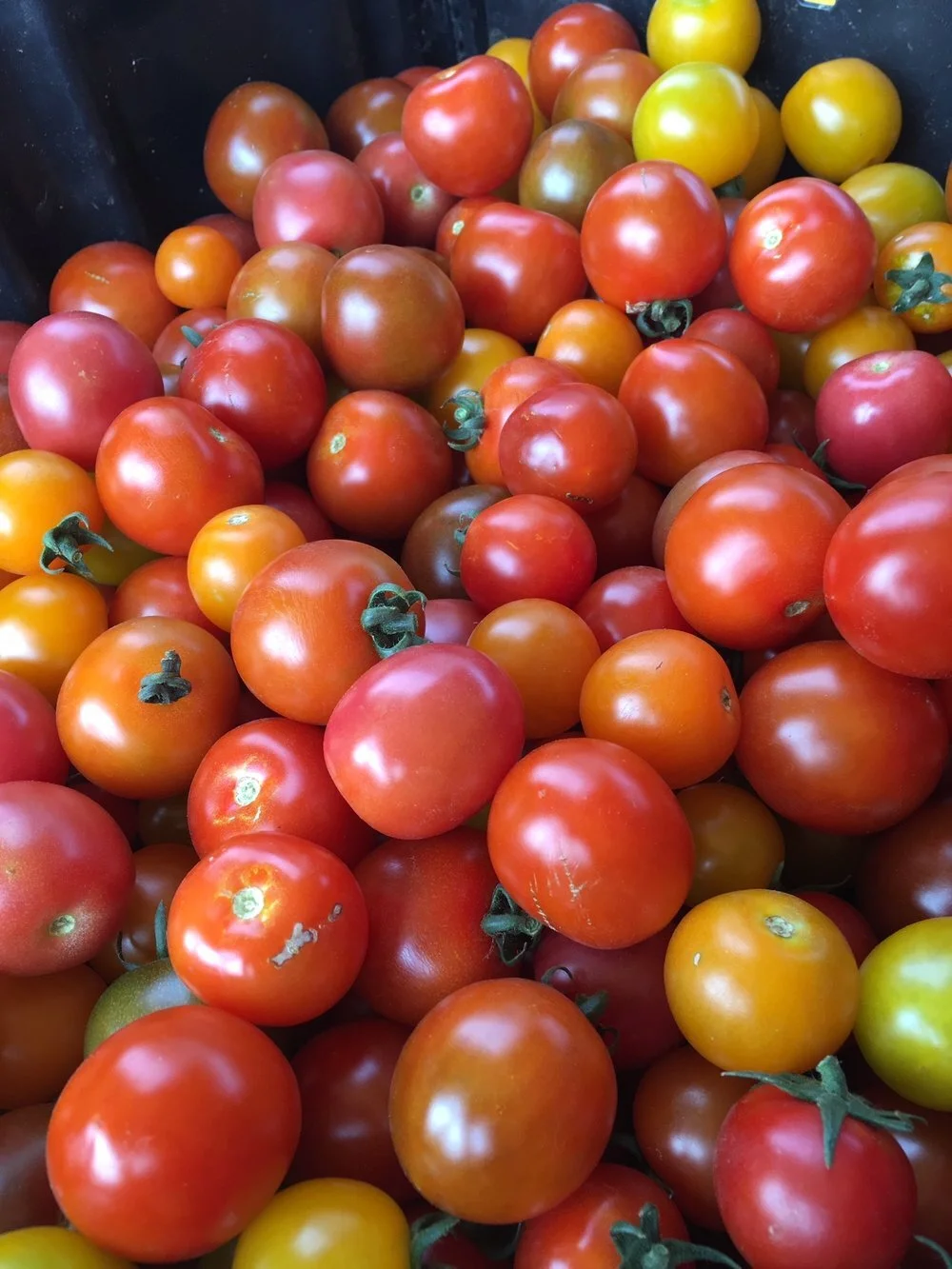 tomatoes+all+sorts.jpeg