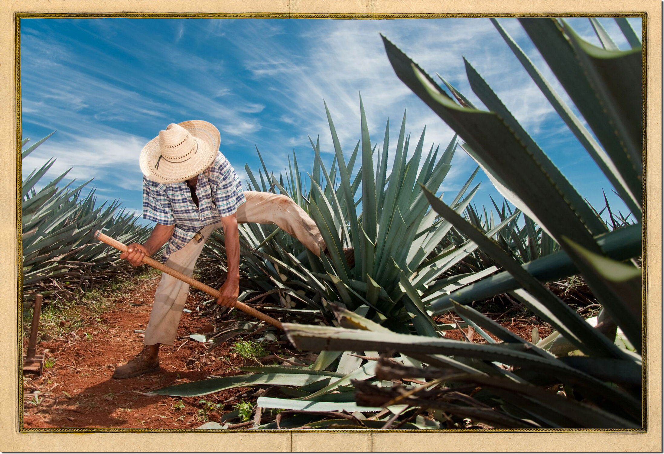 OUR AGAVE