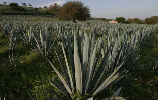 Expresiones del Corazón in The Spirits Business