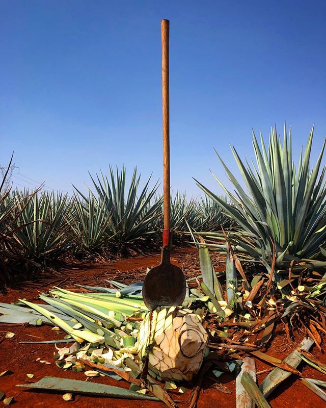 It all starts here #agave &iexcl;Salud! Enjoy Cinco de Mayo!