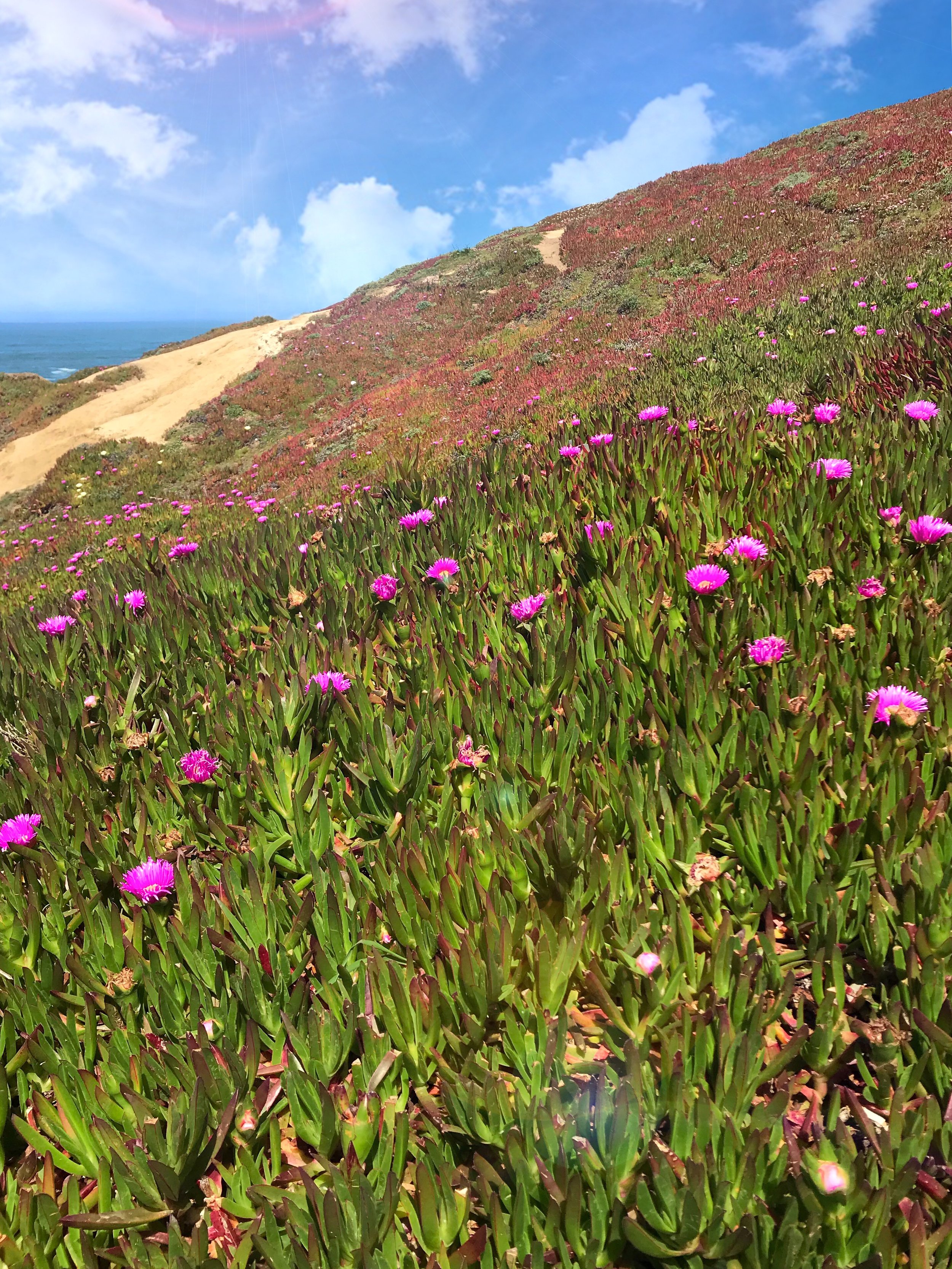 Casually Baked at Bodega Head 