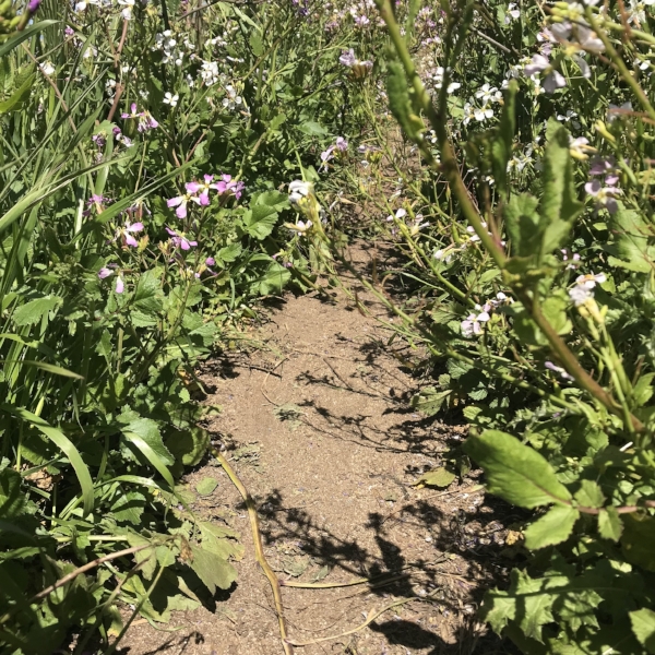 Casually Baked Sonoma Coast Trail