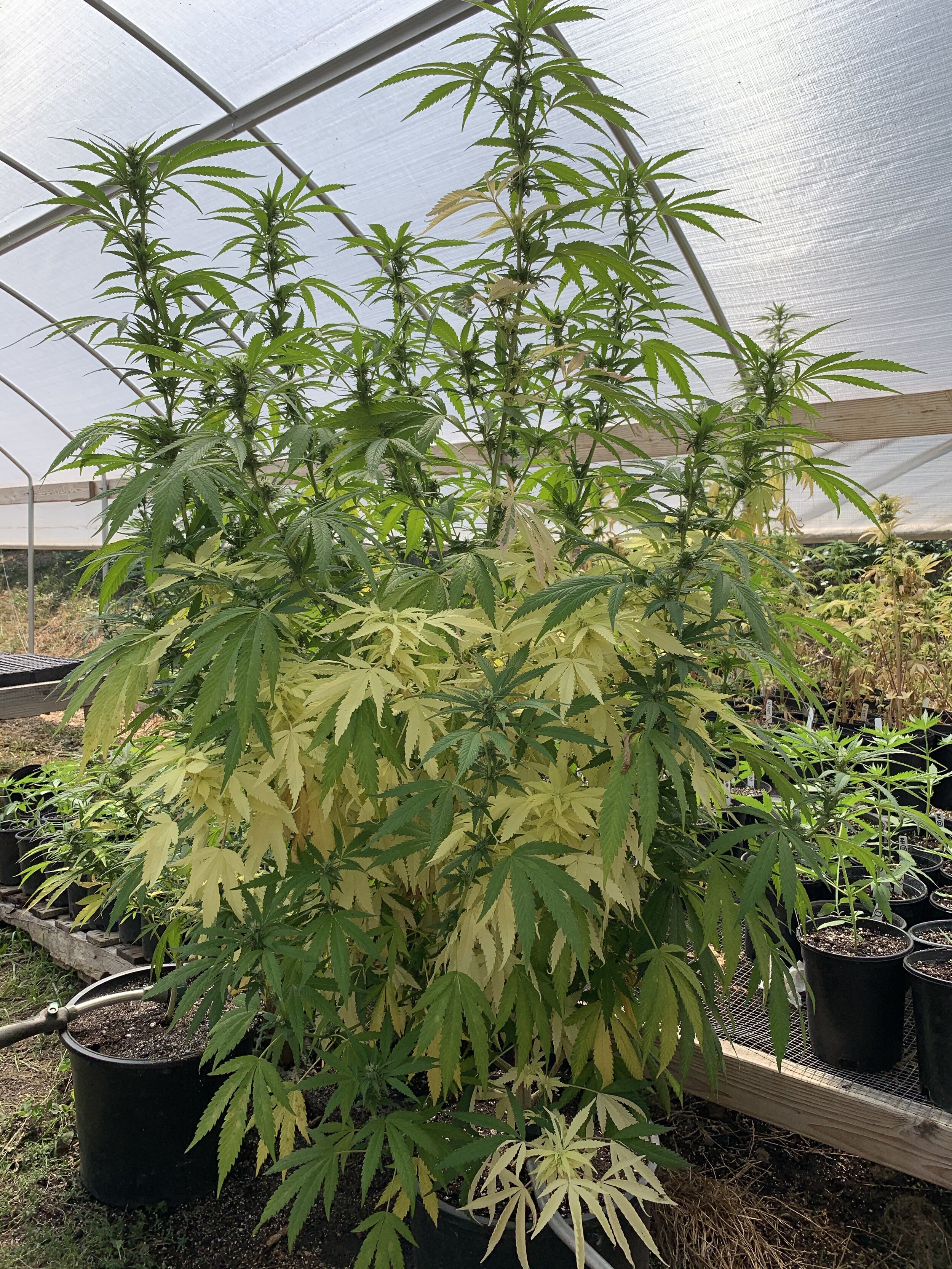 part albino cannabis plant.jpg