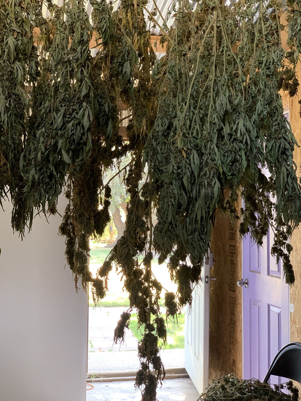 drying cannabis.jpg