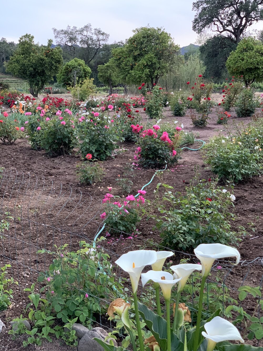 Flower garden asti.jpg