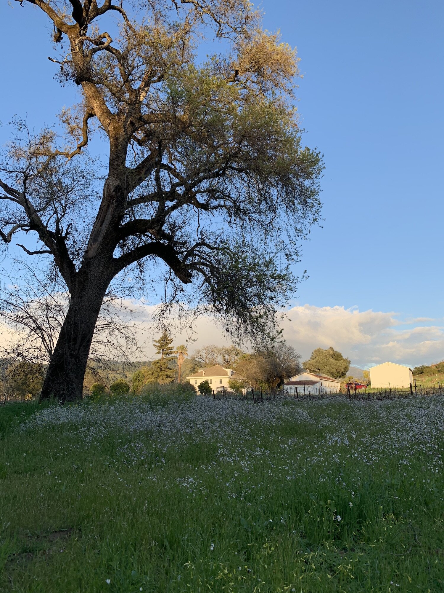 vineyard hike.jpg