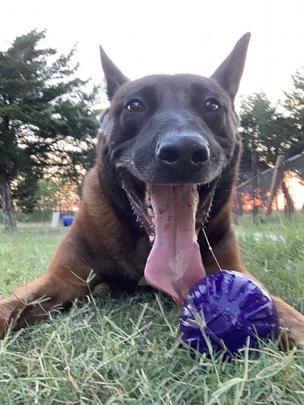 Meet Tom, a fierce and lovable Belgian Malinois