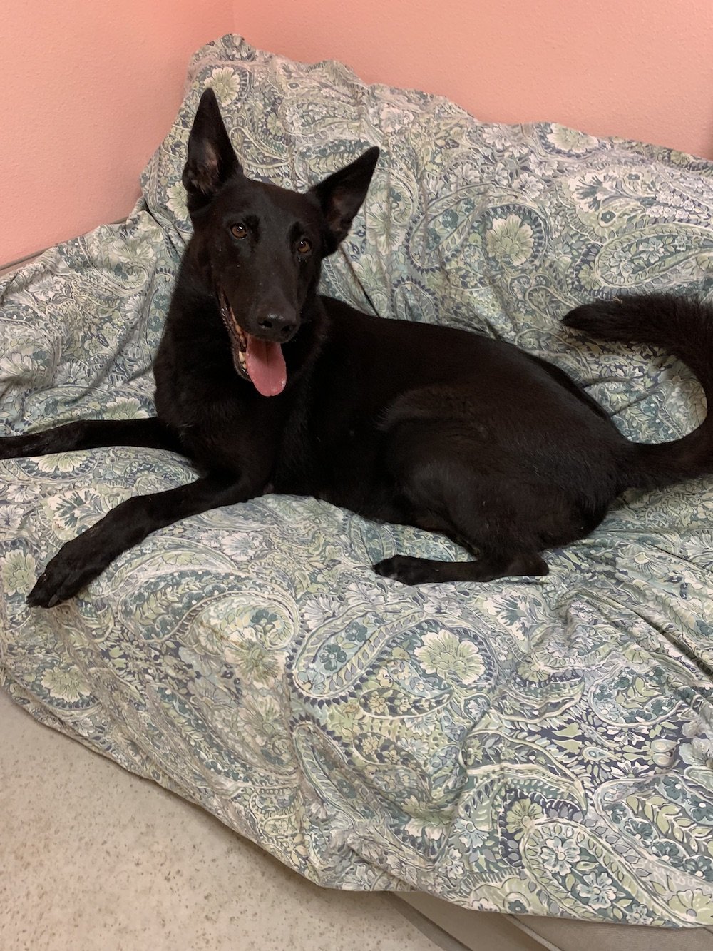 Meet Mama-to-Be, Tosca, a Belgian Malinois