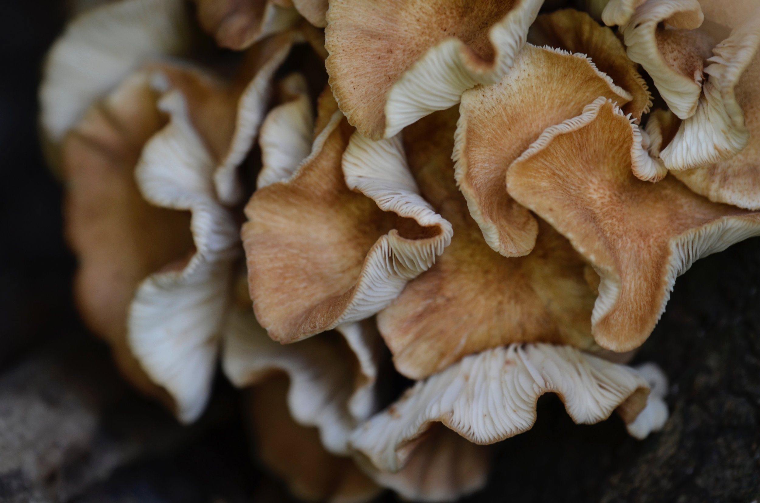 Backyard_OrmondBeach_Shrooms_2Sep18.jpg