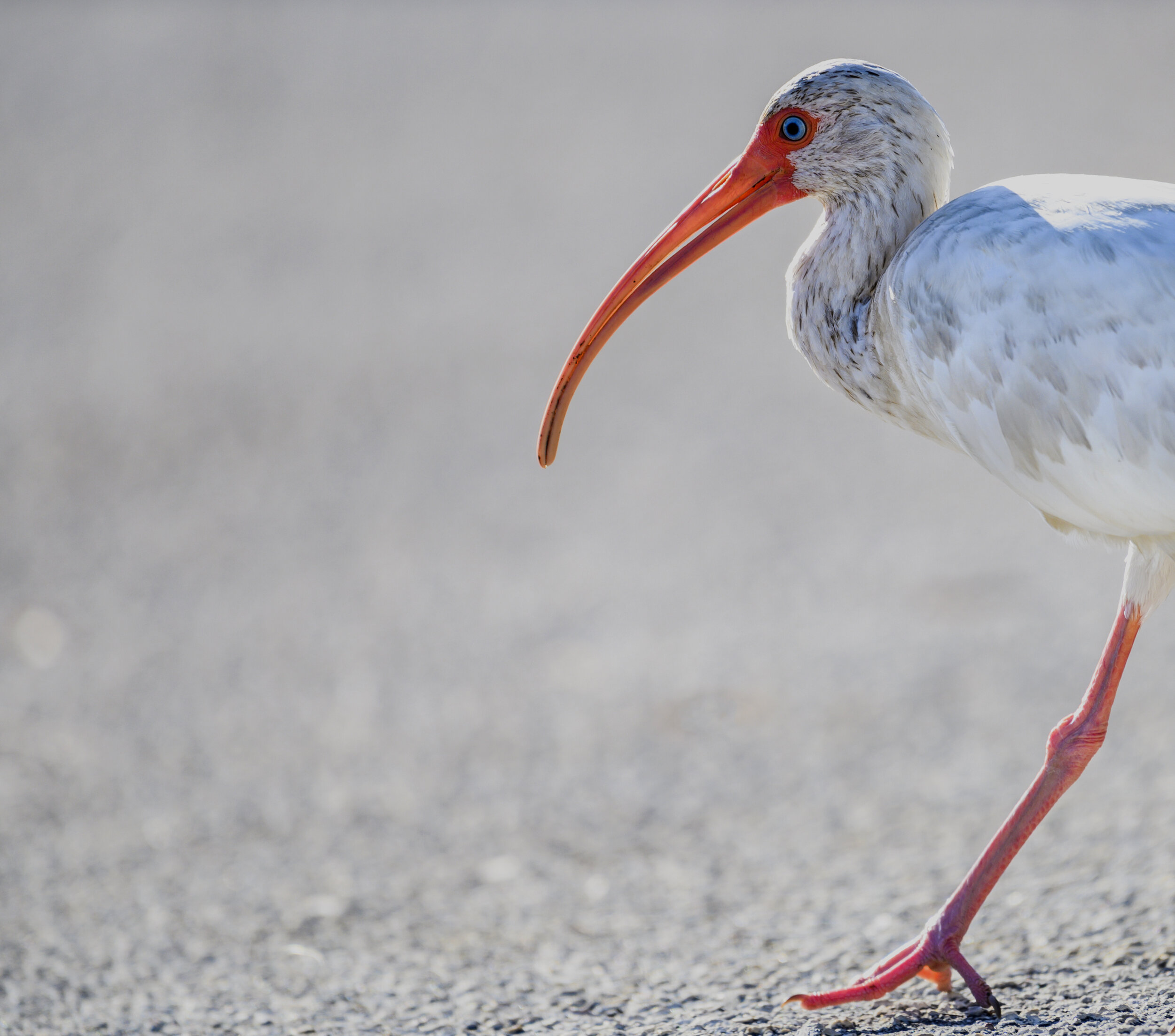 SeabirdPark_PortOrange_2Oct19.jpg