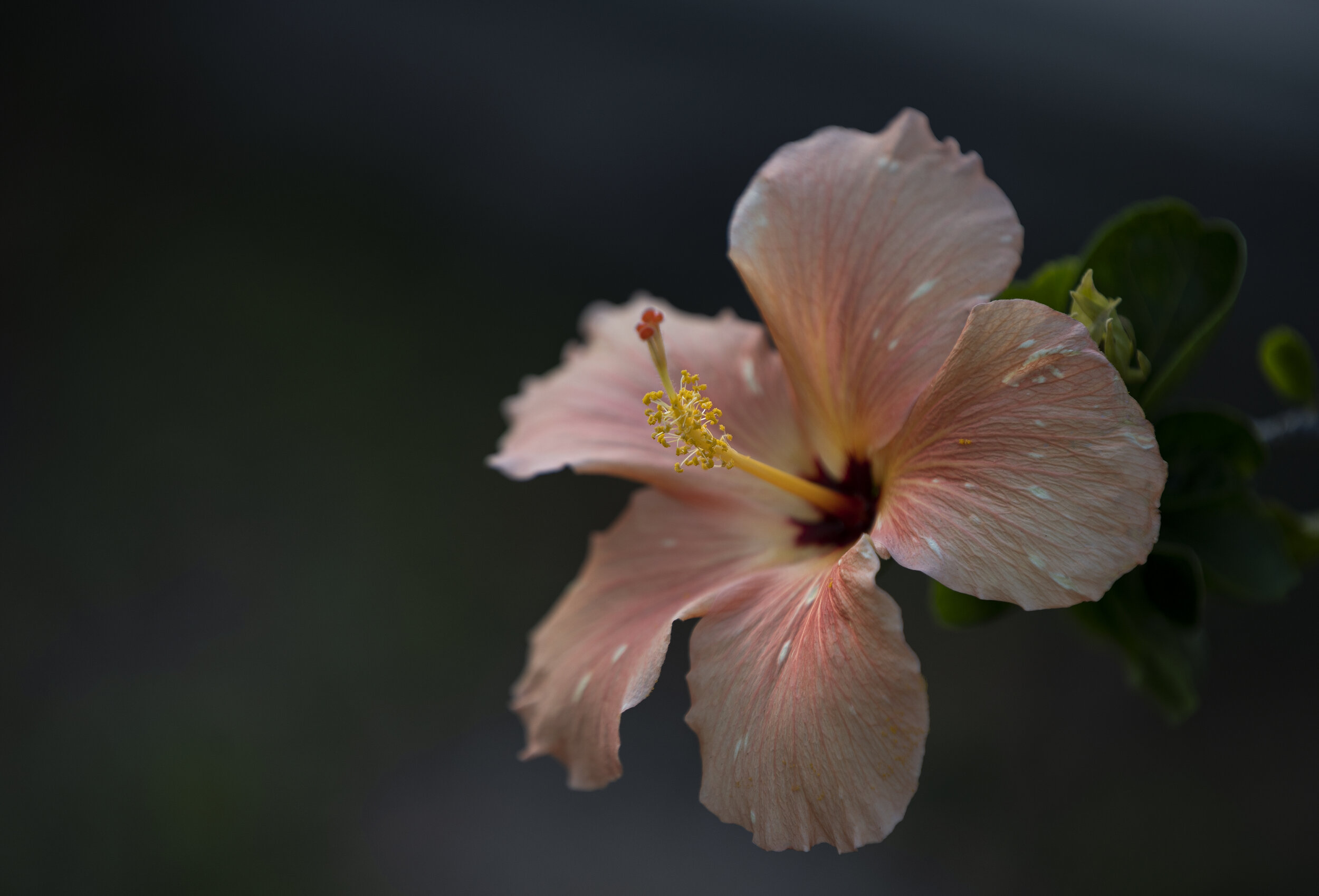 Backyard_OrmondBeach_Hibiscus_14May20.jpg