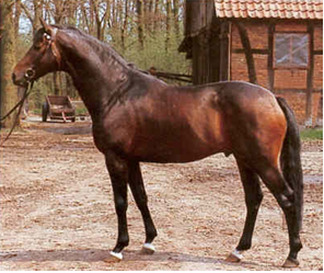 MAHAGONI. dkb/br. C, 1974 BY PASTEUR ex MAHARANI II