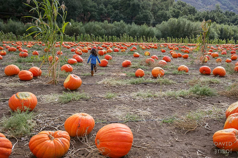0020_cumple_suegro_bates-nut-farm-pumpkin-patch_101013-edit