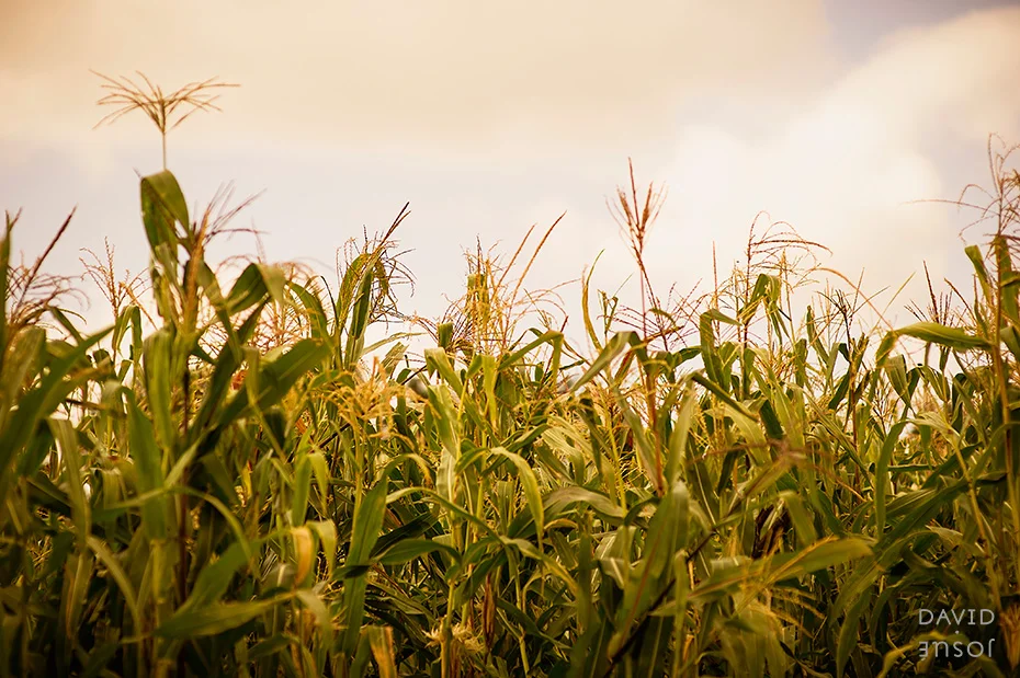 0053_cumple_suegro_bates-nut-farm-pumpkin-patch_101013-edit