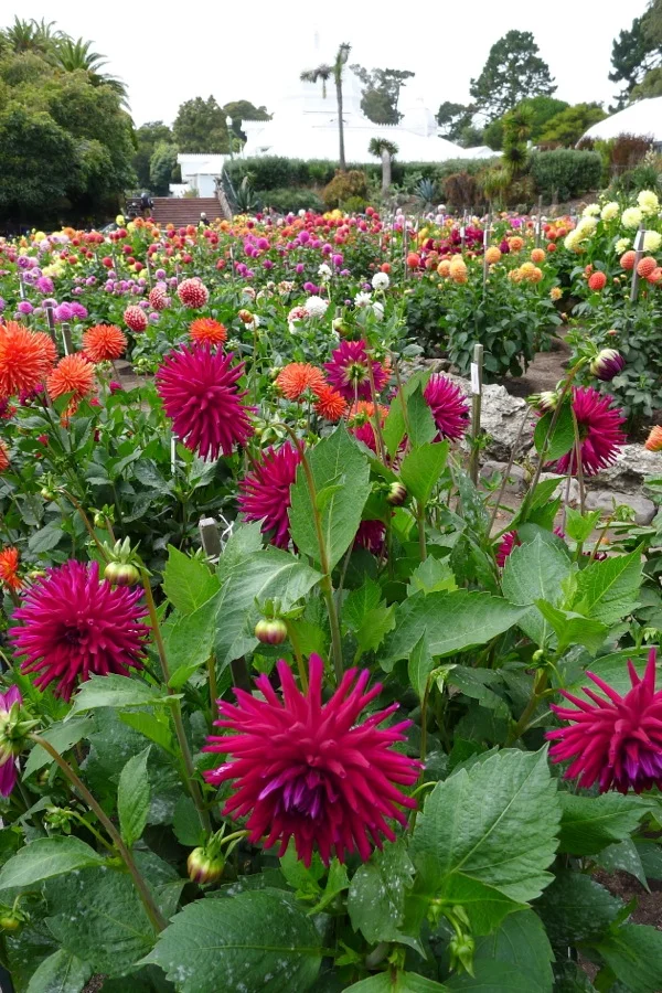 flores