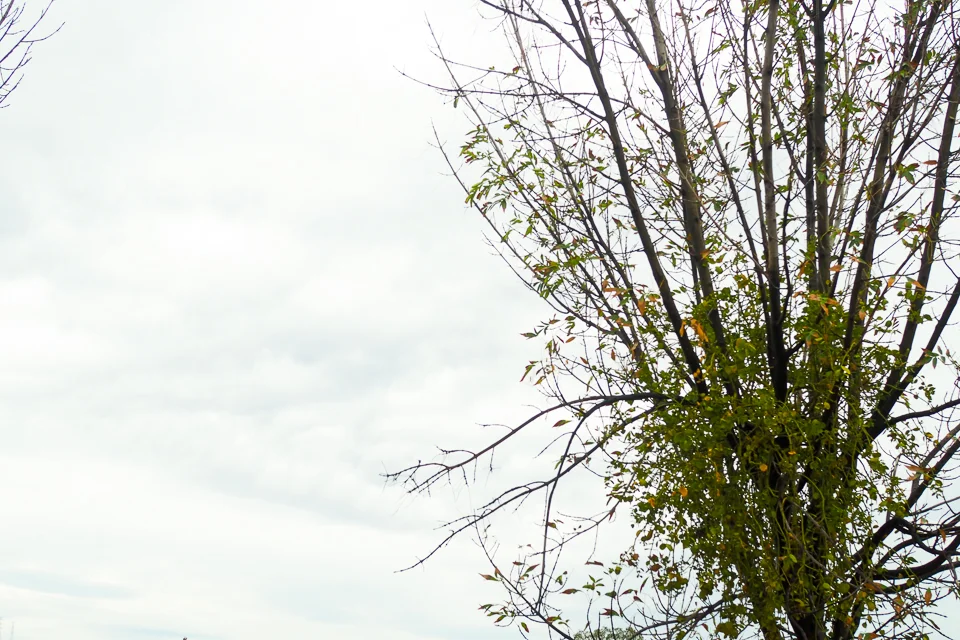 my-pumpkin-lluvia-6