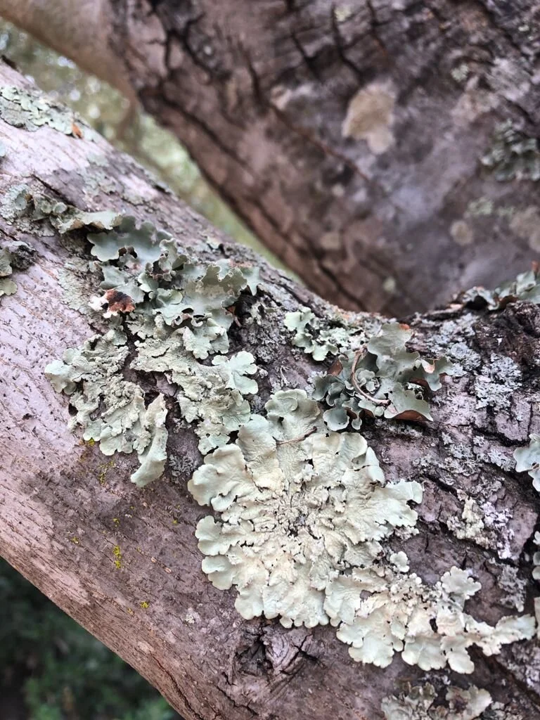 El mensaje del encino