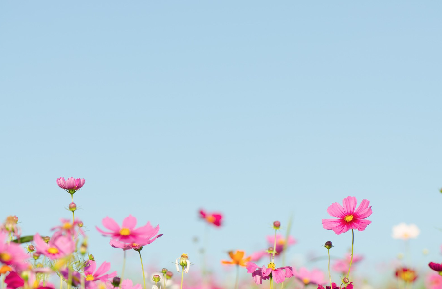 Flores para papá