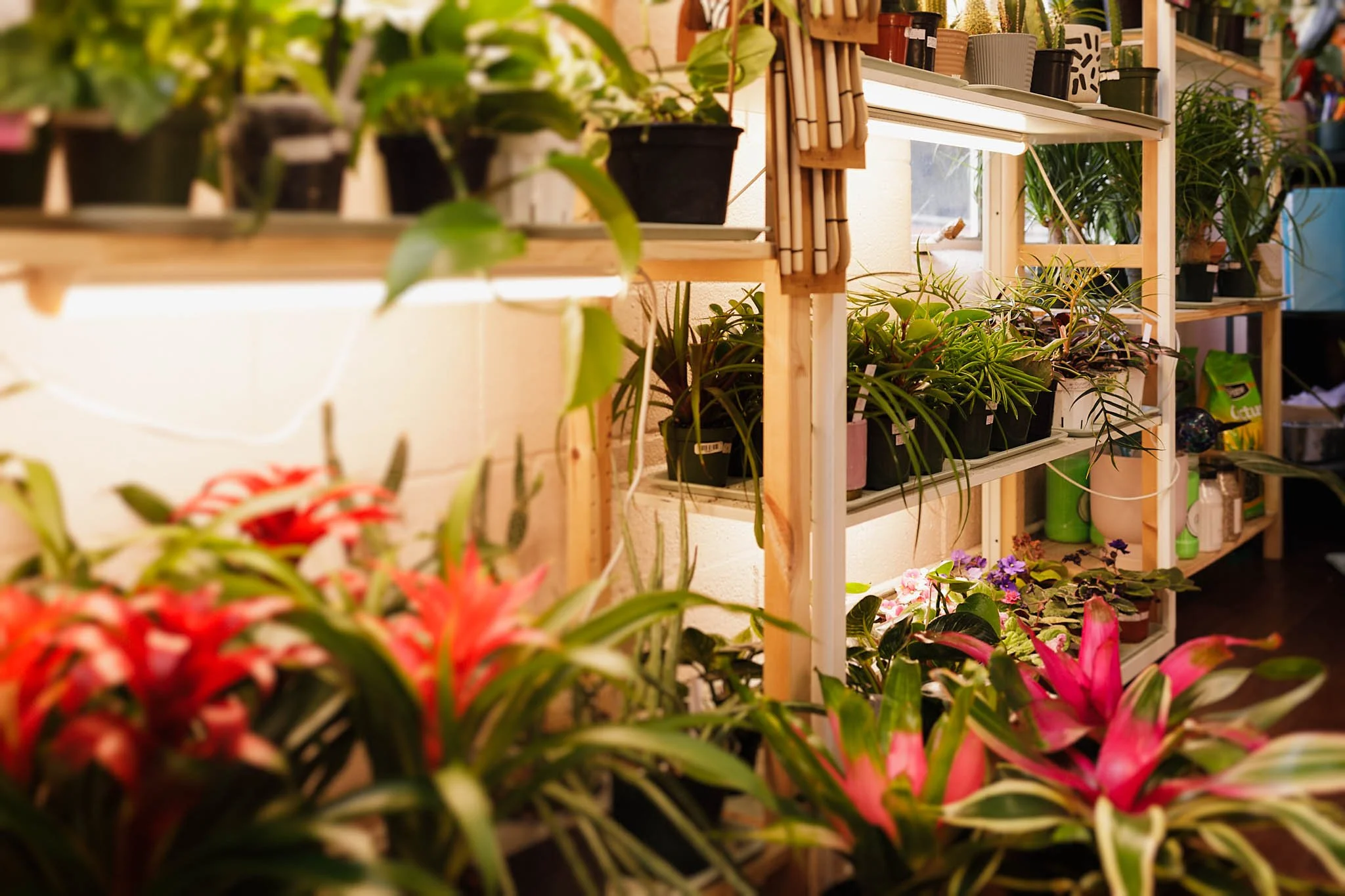 photo of plants inside plant culture potting bar in new braunfels texas / Photo by Erin Valkner Photography of New Braunfels, Texas. See more at www.erinvalknerphotography.com/blog