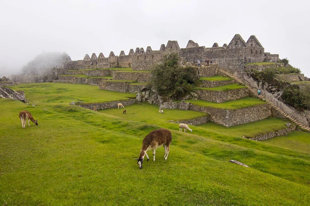 IMG_3519Inka Jungle Llama.jpg